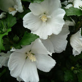 Hibiscus Totus Alba, 20-30 cm inaltime, in ghiveci de 1.5L