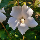 Hibiscus Totus Alba, 20-30 cm inaltime, in ghiveci de 1.5L