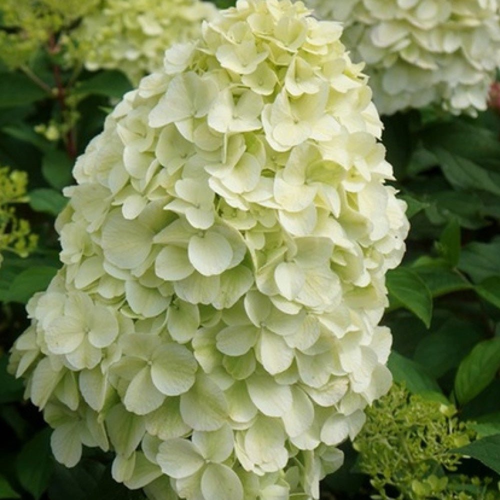 Hortensia Alba Hercules - VERDENA-livrat in ghiveci de 3 l