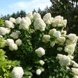 Black Friday - Reduceri Hortensia de gradina Hercules, cu flori albe Promotie