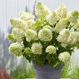 Hortensia alba Skyfall - VERDENA-25-30 cm inaltime, livrat in ghiveci de 4 l