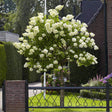 Hortensia altoita Limelight - VERDENA-Tulpina de 50 cm inaltime livrat in ghiveci de 7.5 L