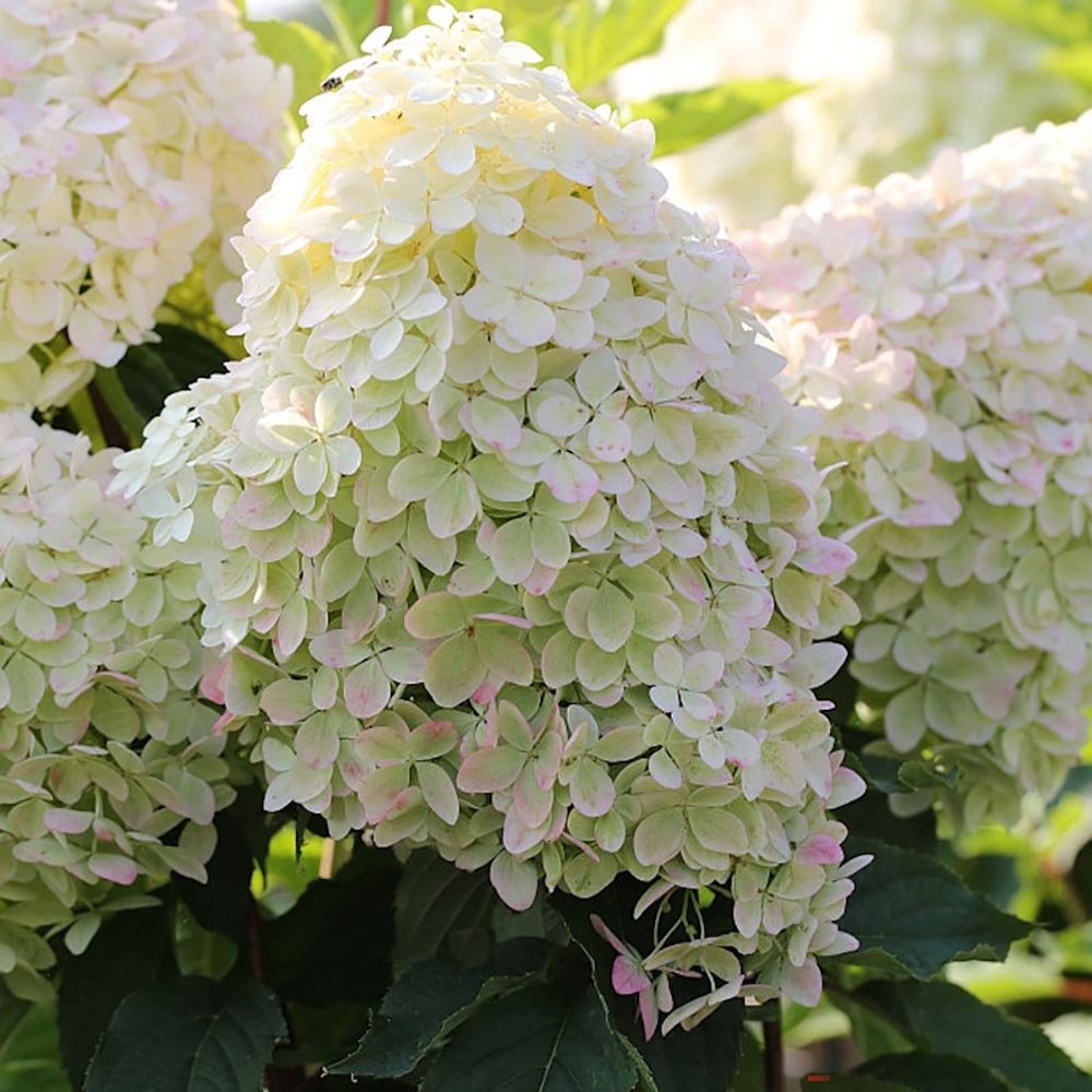 Hortensia altoita Phantom - VERDENA-tulpina 90 cm inaltime, in ghiveci de 7.5 L