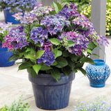 Hortensia Black Diamond, 30-40 cm inaltime, in ghiveci de 6L