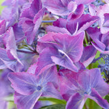 Hortensia Black Diamond, 30-40 cm inaltime, in ghiveci de 6L