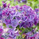 Hortensia Black Diamond, 30-40 cm inaltime, in ghiveci de 6L