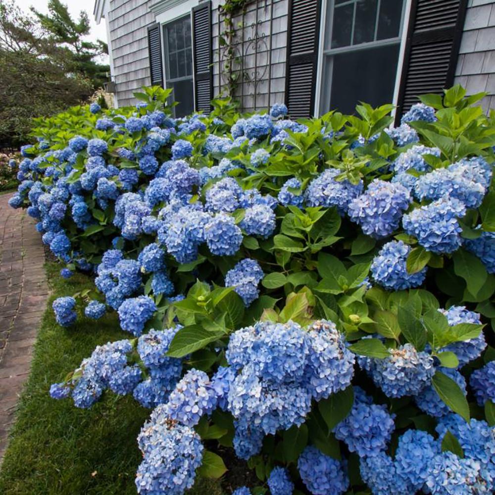 Hortensia Bloom Star albastru, livrat in ghiveci de 5L