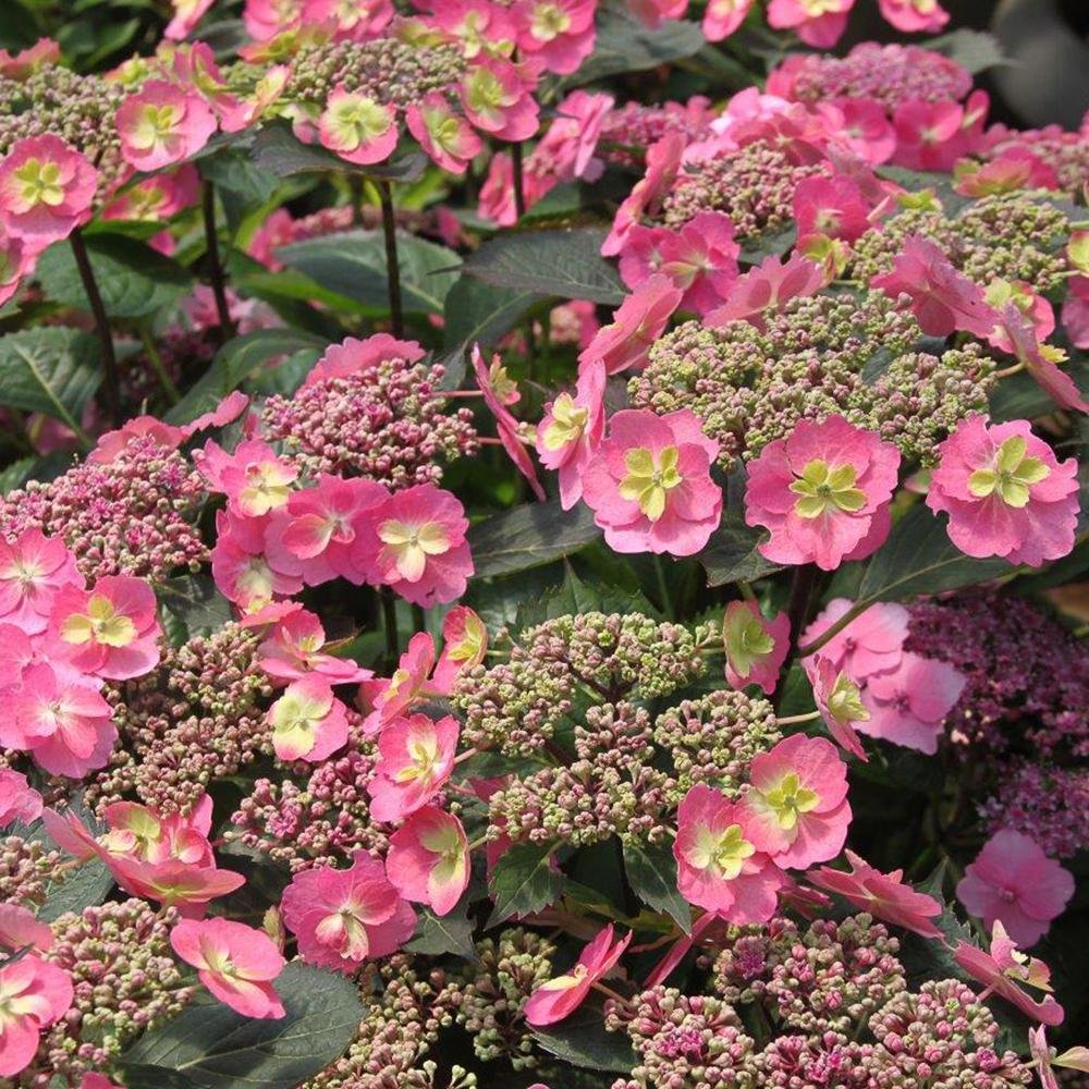 Hortensia Cotton Candy, livrat in ghiveci de 5L