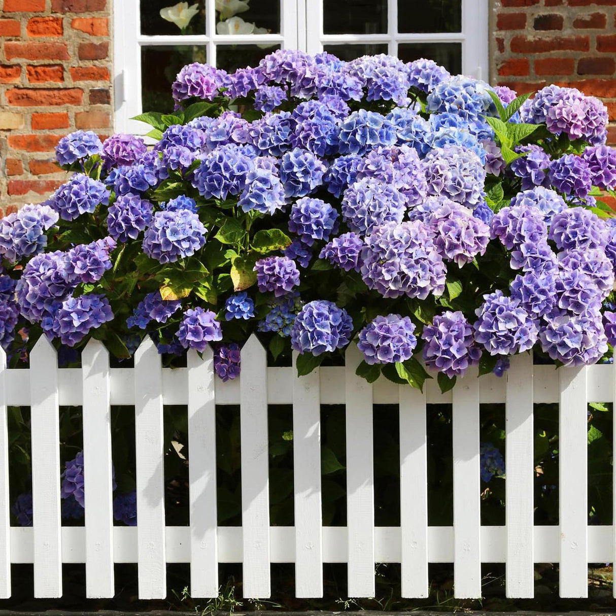 Hortensia de gradina Adria, cu flori albastre-violet - VERDENA-