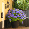 Black Friday - Reduceri Hortensia de gradina Adria, cu flori albastre-violet Promotie