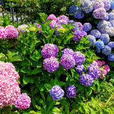 Black Friday - Reduceri Hortensia de gradina Adria, cu flori albastre-violet Promotie