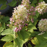 Hortensia de gradina Copac Early Sensation, cu flori roz-burgundiu - VERDENA-Tulpina de 90 cm inaltime, livrat in ghiveci de 10 l