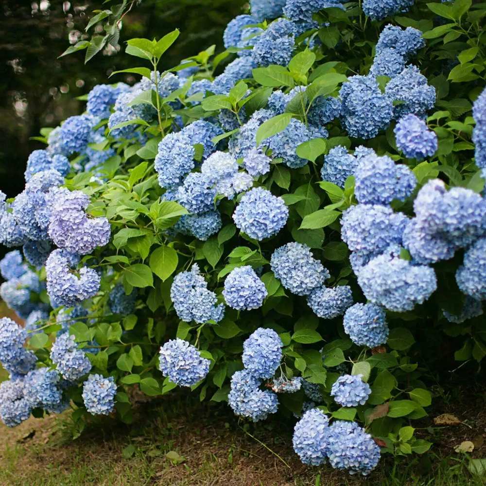 Hortensia de gradina Macrophylla Albastra - VERDENA-20 cm inaltime, livrat in ghiveci de 3 l