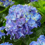 Hortensia de gradina Macrophylla Albastra - VERDENA-20 cm inaltime, livrat in ghiveci de 3 l