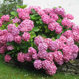 Hortensia de Gradina Schoene Bautznerin, cu flori roz-rosu deschis - VERDENA-20-30 cm inaltime, livrat in ghiveci de 3 l