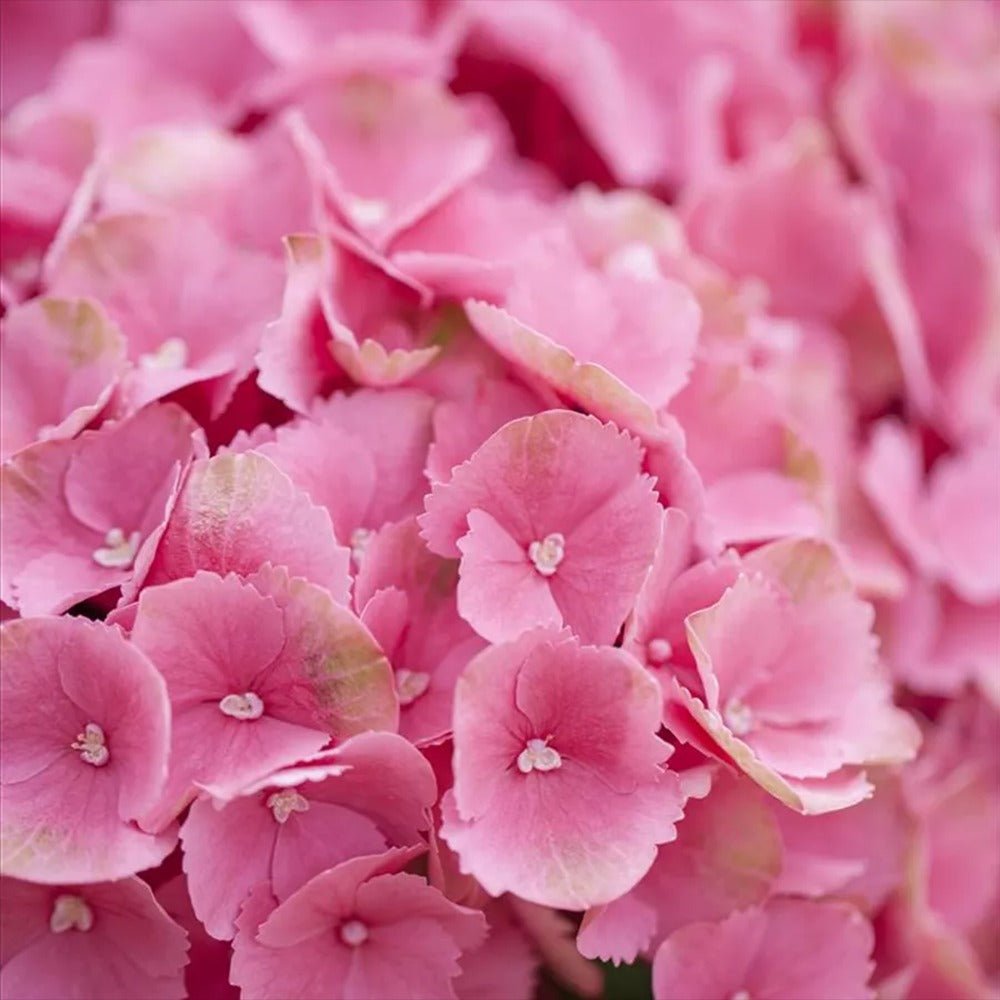 Hortensia de Gradina Schoene Bautznerin, cu flori roz-rosu deschis - VERDENA-20-30 cm inaltime, livrat in ghiveci de 3 l