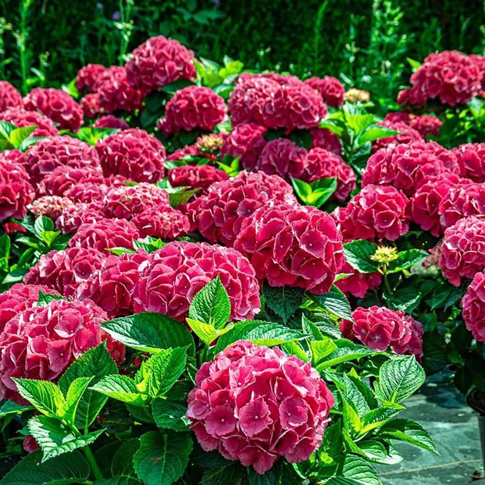 Hortensia de Gradina Schoene Bautznerin, cu flori roz-rosu deschis - VERDENA-20-30 cm inaltime, livrat in ghiveci de 3 l