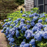 Hortensia Endless Summer albastru, 15-25 cm inaltime in ghiveci de 5L