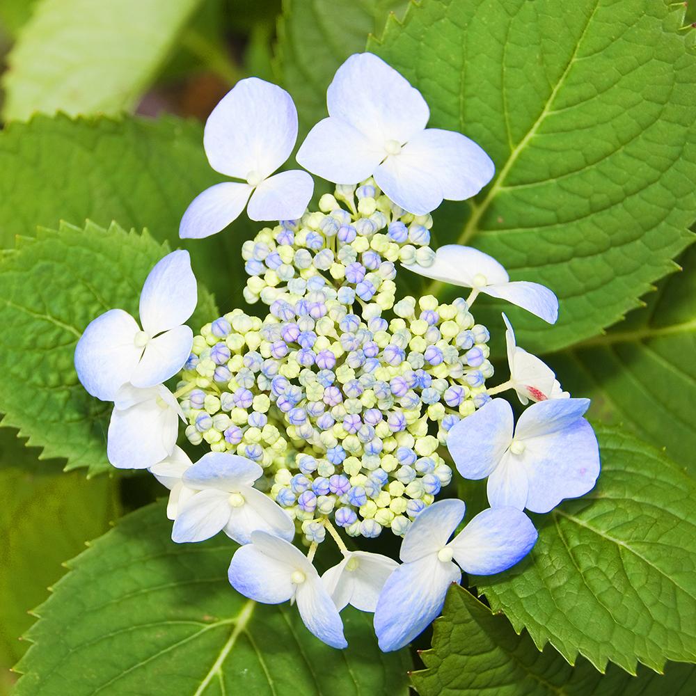 Hortensia Forever & Ever, 30-35 cm inaltime, in ghiveci de 5L