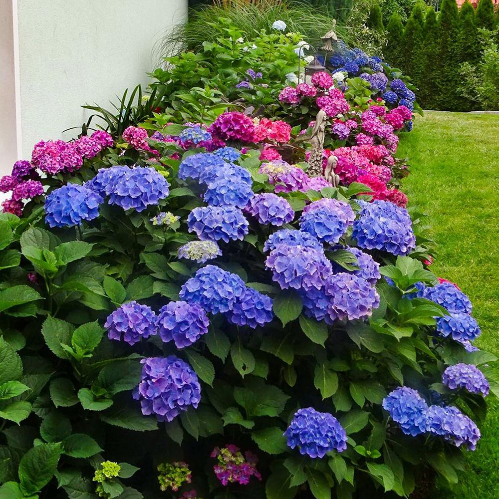 Hortensia Forever & Ever, 30-35 cm inaltime, in ghiveci de 5L