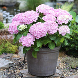 Black Friday - Reduceri Hortensia Forever & Ever Pink Promotie