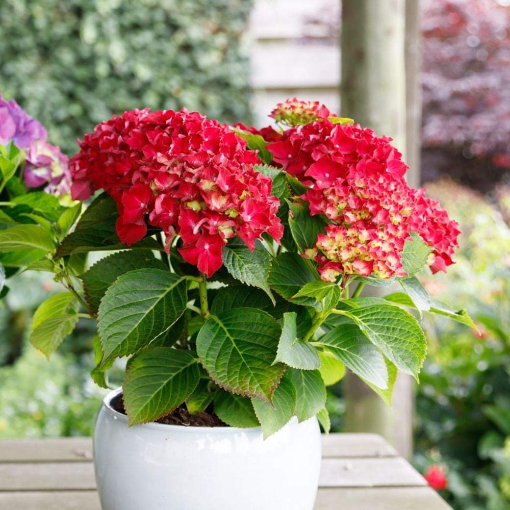 Hortensia Forever & Ever Red, livrat in ghiveci de 5L