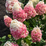 Hortensia Living Pinky Promise - VERDENA-30-40 cm inaltime livrat in ghiveci de 3 L