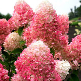 Hortensia Living Pinky Promise - VERDENA-30-40 cm inaltime livrat in ghiveci de 3 L