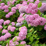 Hortensia Macrophylla Roz - VERDENA-20 cm inaltime, livrat in ghiveci de 3 l