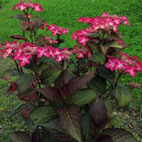 Hortensia macrophylla Selina, 15-20 cm inaltime, in ghiveci de 2L