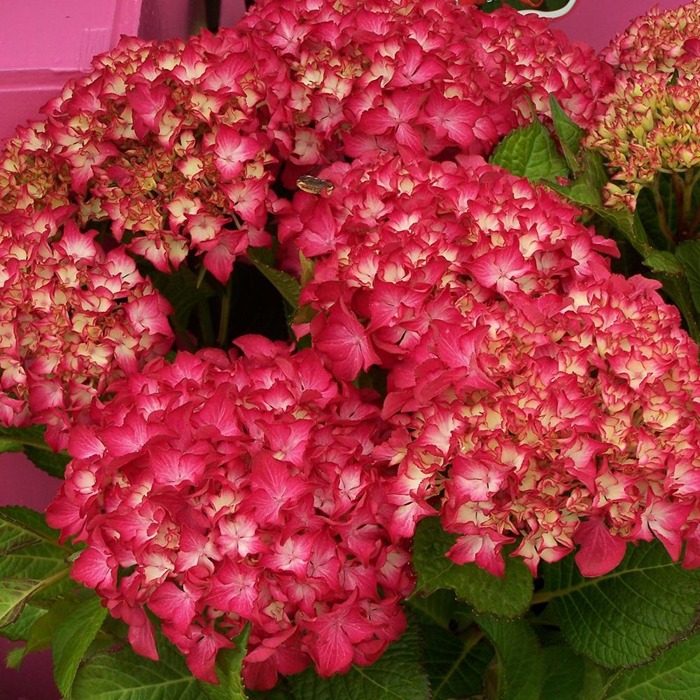 Hortensia macrophylla Selma, 10-20 cm inaltime, in ghiveci de 2L