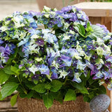 Hortensia Mata Hari Albastru - VERDENA-45 cm inaltime, livrat in ghiveci de 6 l