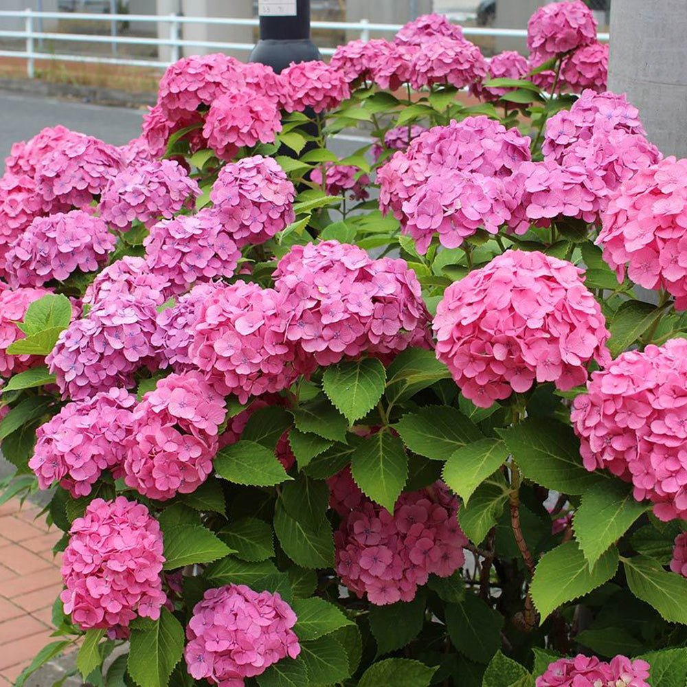 Hortensia Miss Belgium - VERDENA-20-30 cm inaltime livrat in ghiveci de 2 L