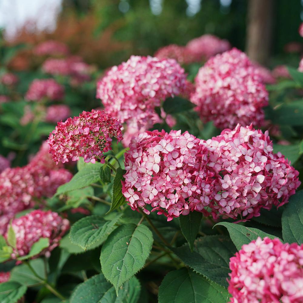 Hortensia Pink Dream, 10-15 cm inaltime, in ghiveci de 2L