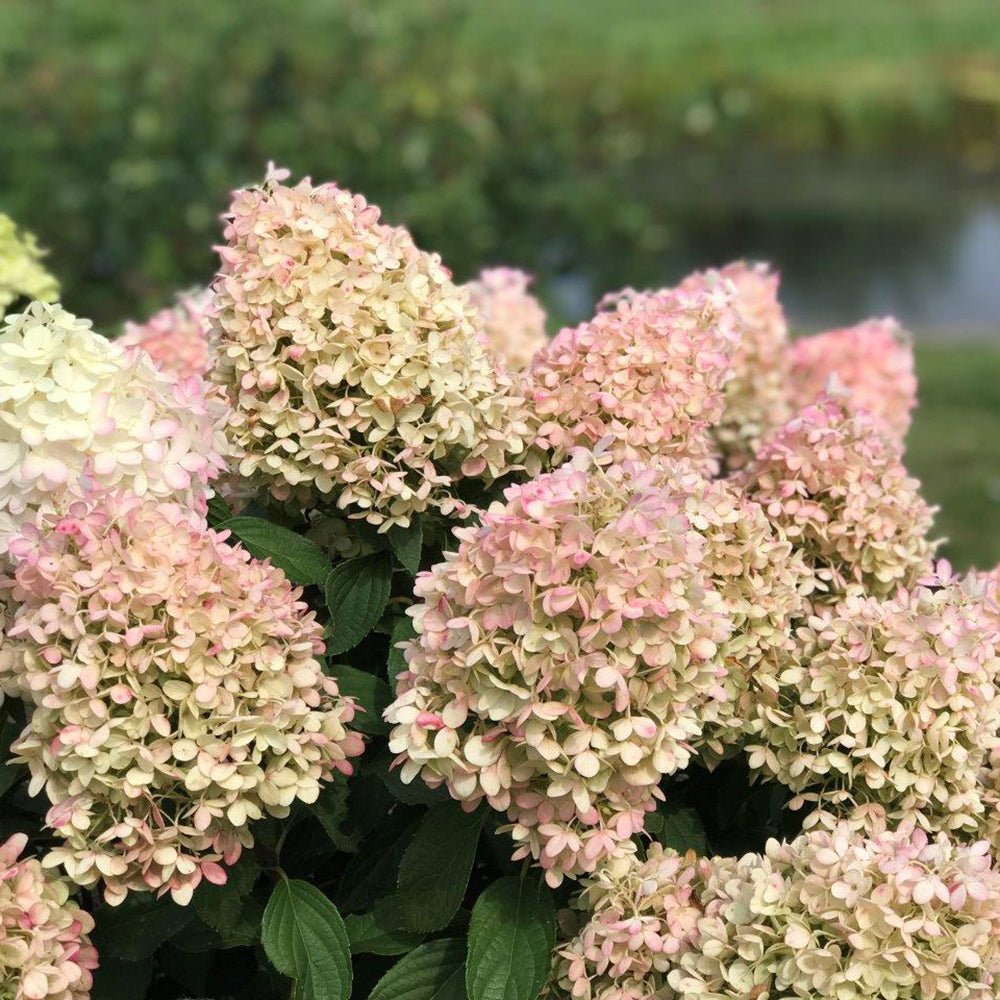 Hortensia Pinkachu - VERDENA-20-30 cm inaltime livrat in ghiveci de 10 L