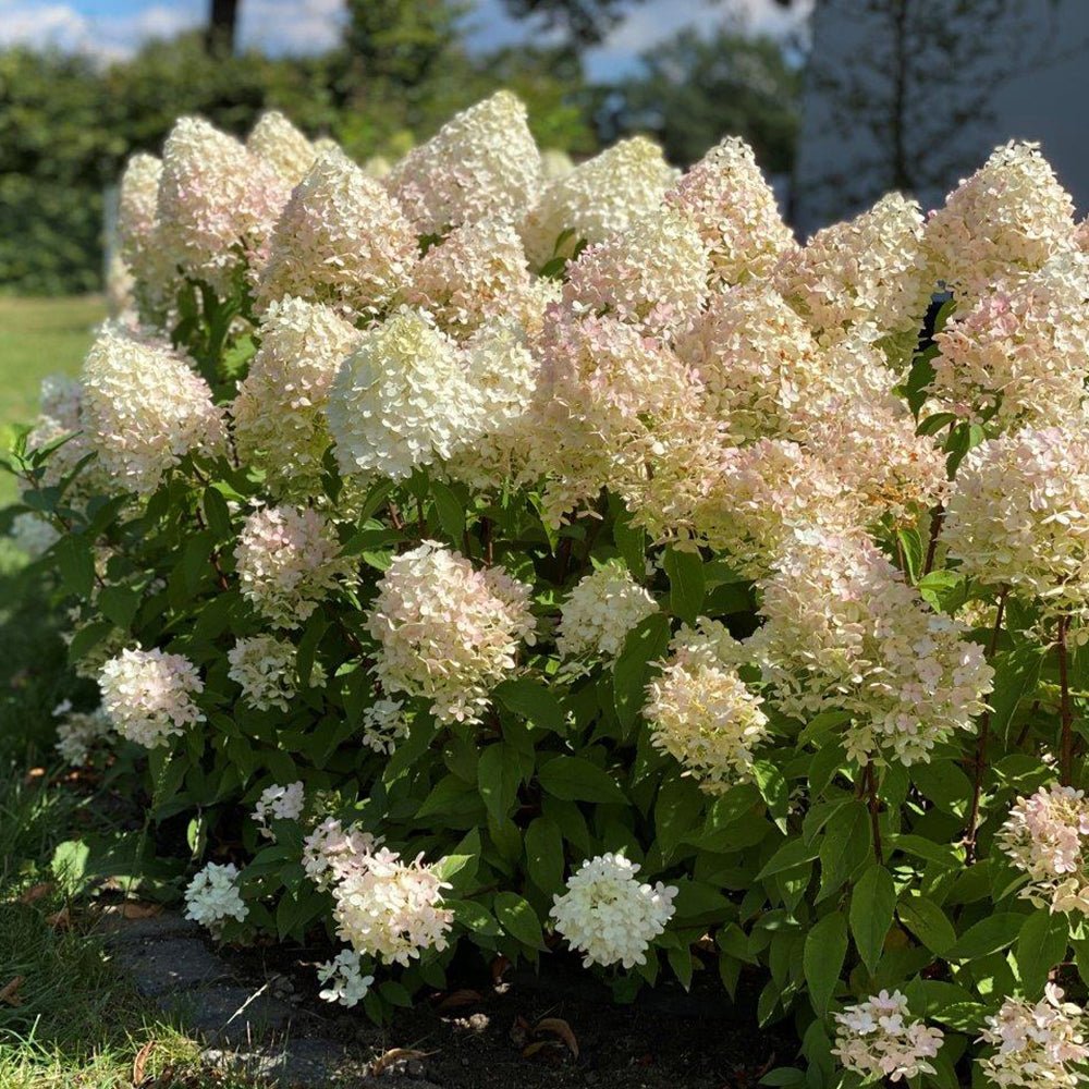 Hortensia Pinkachu - VERDENA-20-30 cm inaltime livrat in ghiveci de 10 L