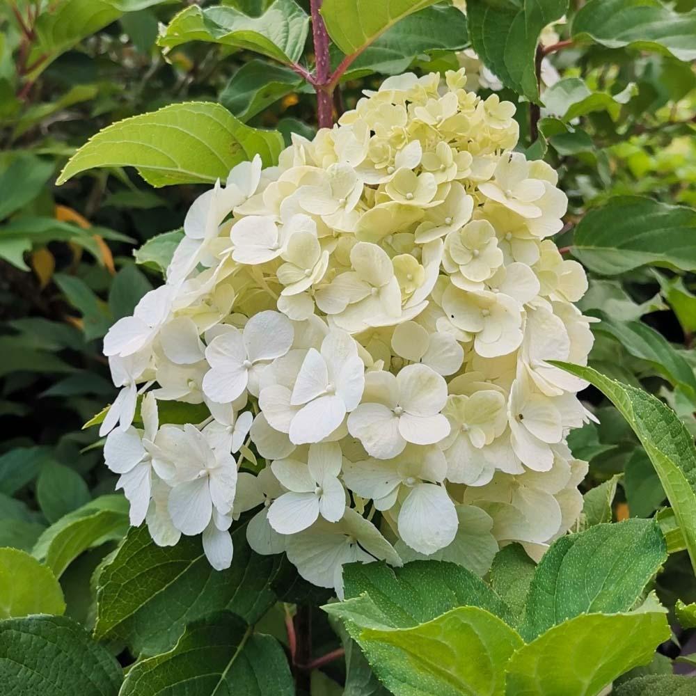 Hortensia Polar Bear, 40-60 cm inaltime, in ghiveci de 4.6L