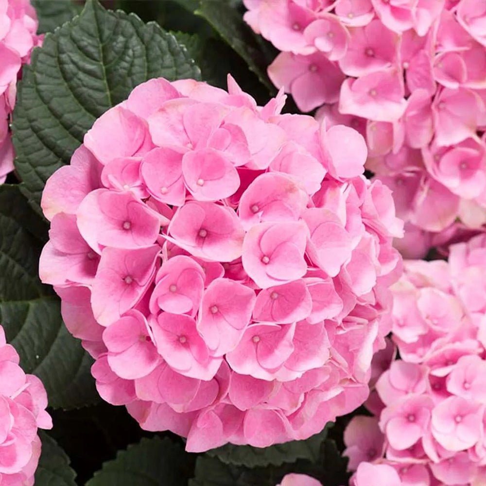 Hortensia Roz Early Rosa - VERDENA-40 cm inaltime, livrat in ghiveci de 2 l