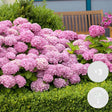 Hortensia Roz Early Rosa - VERDENA-40 cm inaltime, livrat in ghiveci de 2 l