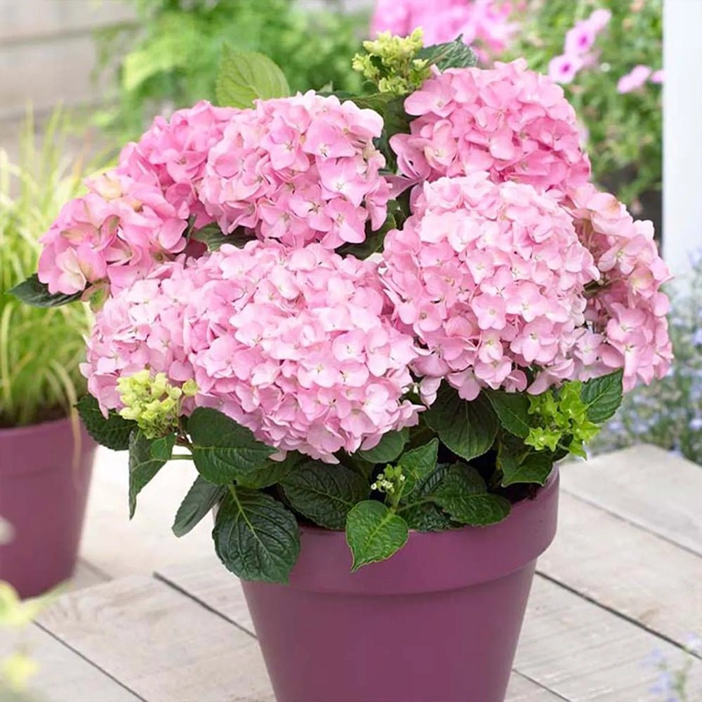 Hortensia Roz Early Rosa - VERDENA-40 cm inaltime, livrat in ghiveci de 2 l