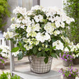 Black Friday - Reduceri Hortensia de gradina Runaway Bride, cu flori albe de-a lungul intregului lastar Promotie