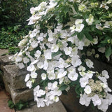 Hortensia Runaway Bride - VERDENA-35 cm inaltime livrat in ghiveci cu Ø 20 cm