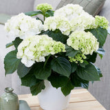 Hortensia Schneeball, 10-15 cm inaltime, in ghiveci de 2L