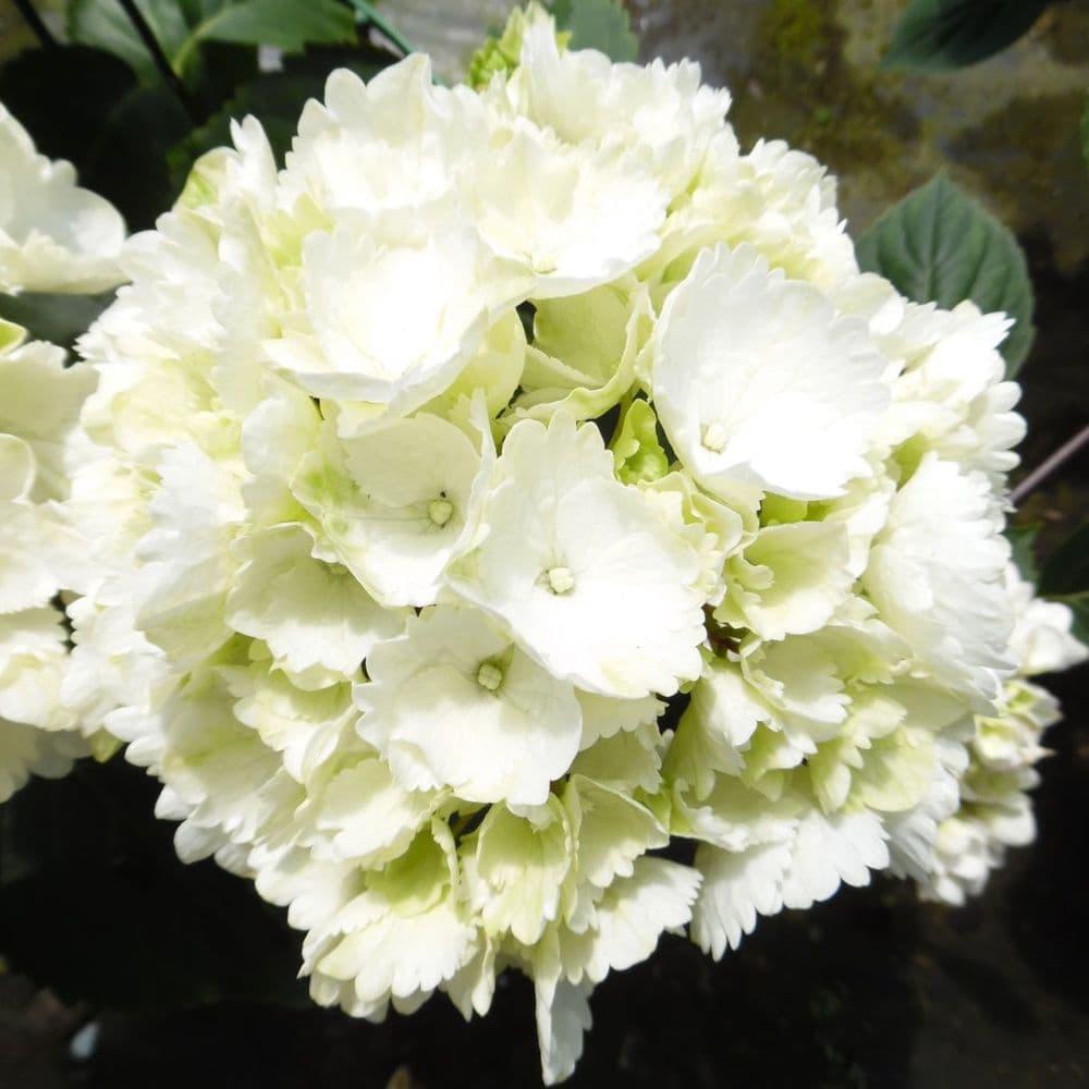 Hortensia Schneeball, 10-15 cm inaltime, in ghiveci de 2L