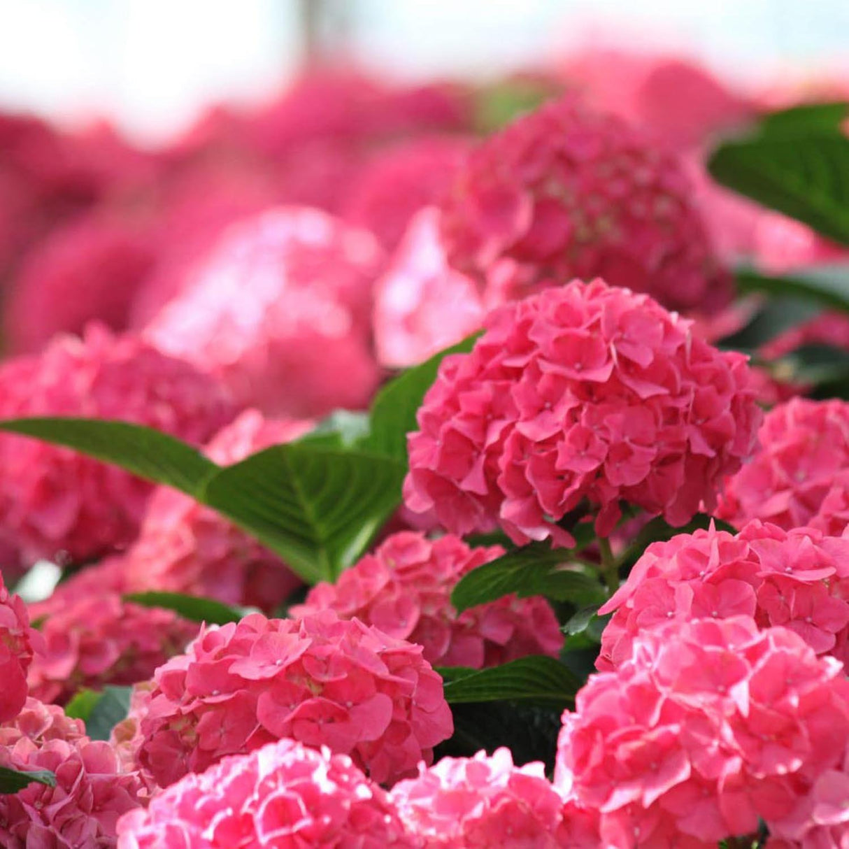 Hortensia Sibilla Masja, 80-100 cm inaltime, in ghiveci de 3L