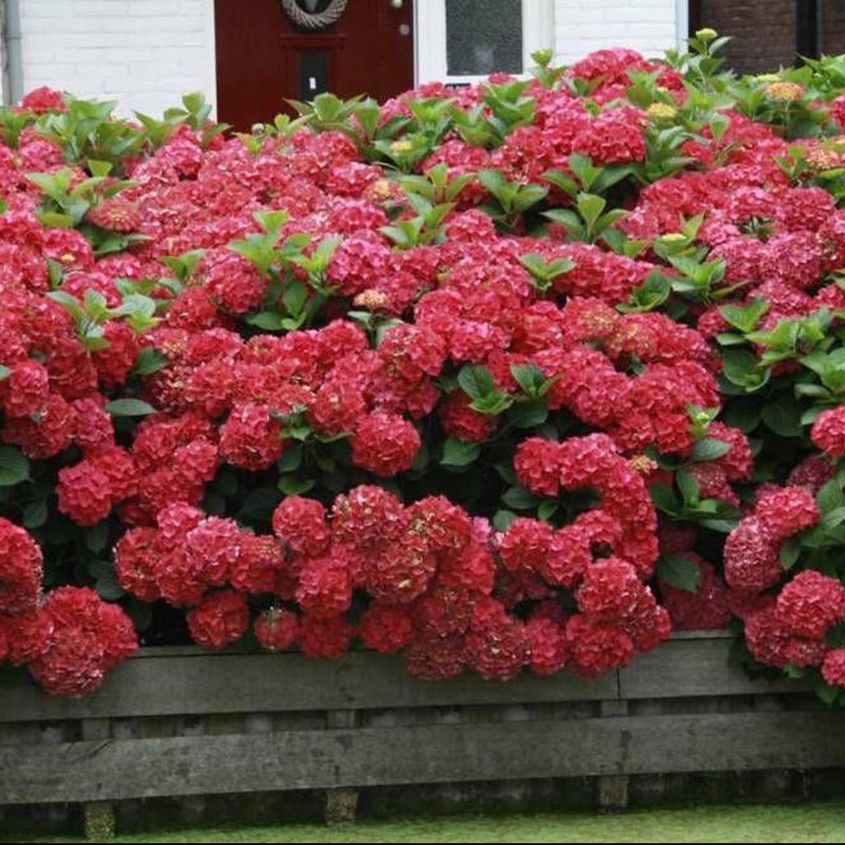 Hortensia Sibilla Masja, 80-100 cm inaltime, in ghiveci de 3L