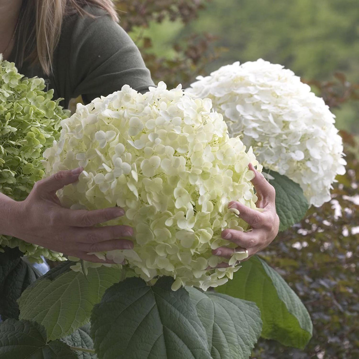 Hortensia Strong Annabelle, livrat in ghiveci de 5 L