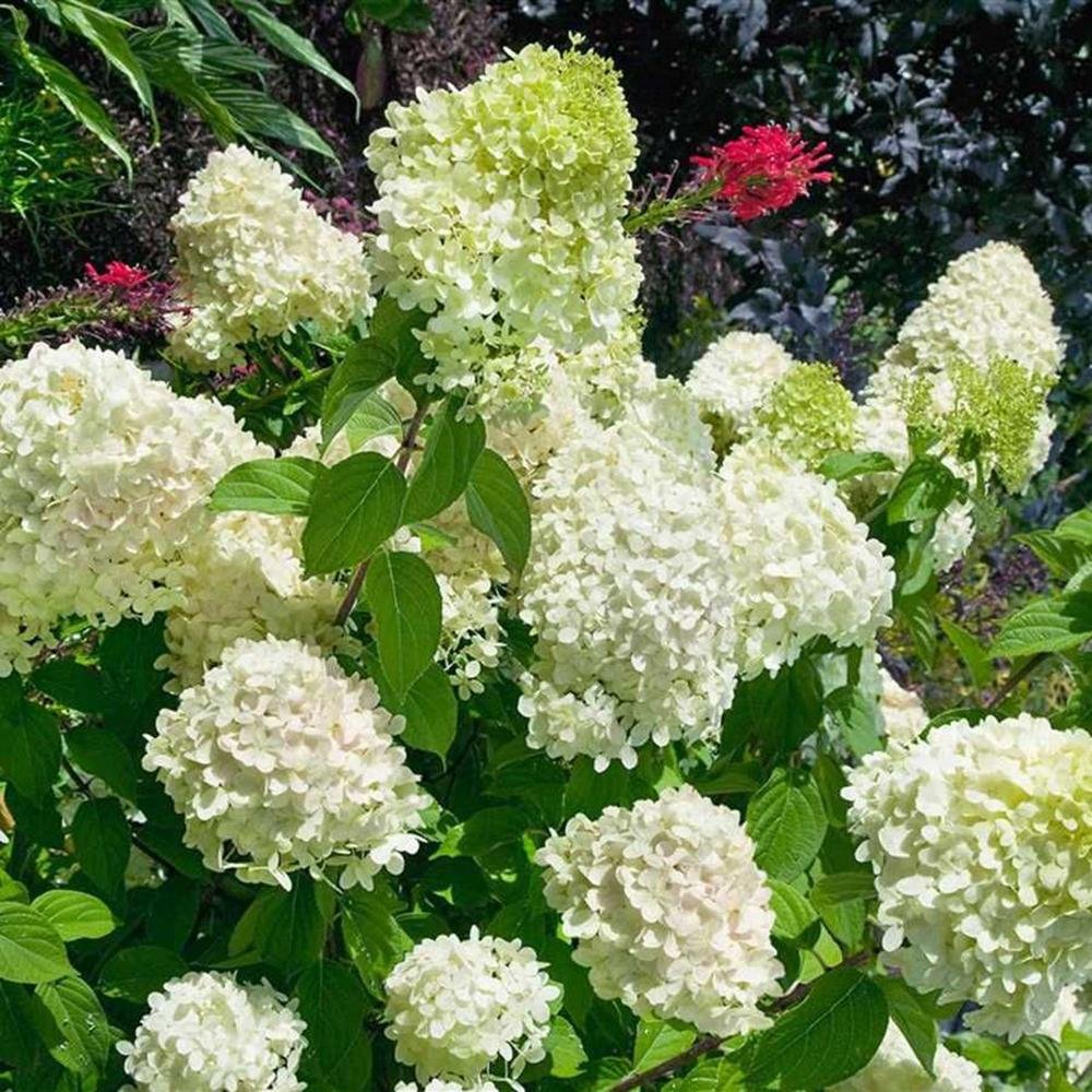 Hortensia Whitelight, livrat in ghiveci de 6 L