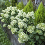 Hortensie alb-galben Little Lime - VERDENA-30-40 cm inaltime, livrat in ghiveci de 4 l