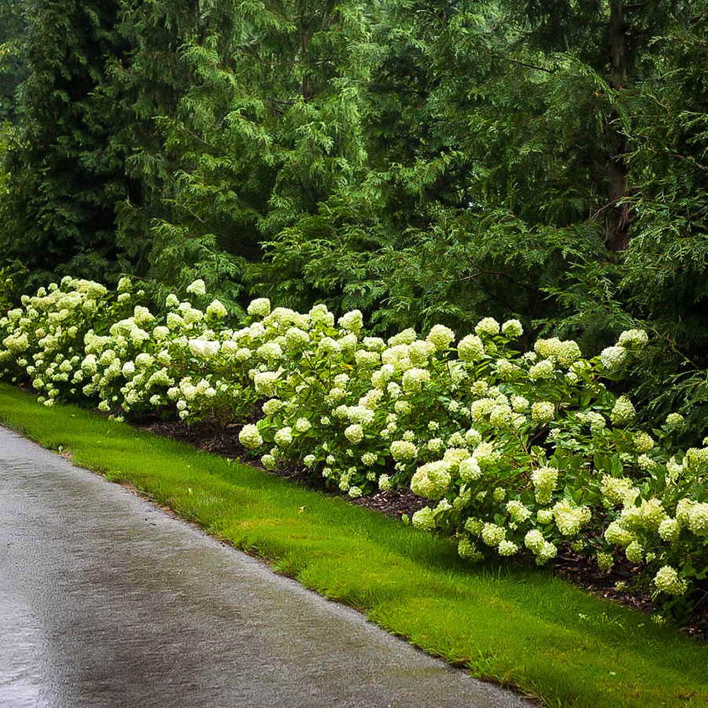 Hortensie alb-galben Little Lime - VERDENA-30-40 cm inaltime, livrat in ghiveci de 4 l